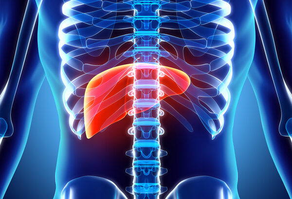 Human body, with liver highlighted in red