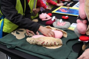 IMG_1785 Pupil positioning stuffed internal organ on display vest at SciMED