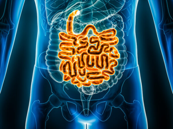 Image of human body with small intestine highlighted