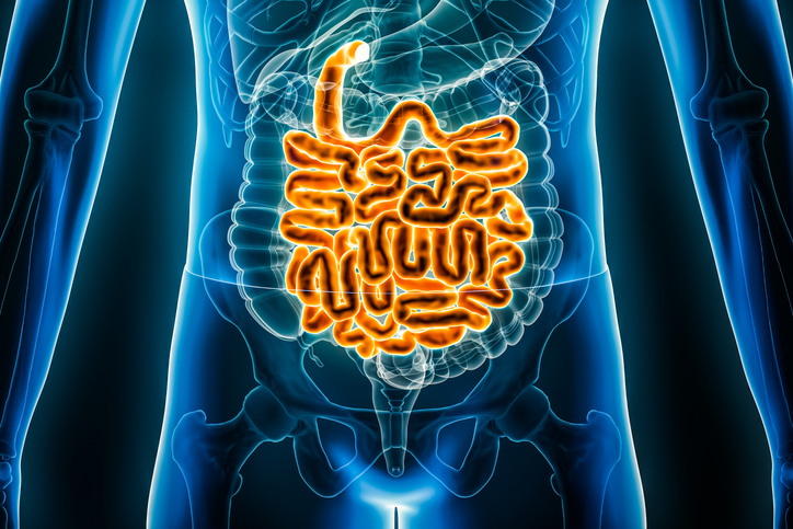 Image of human body with small intestine highlighted