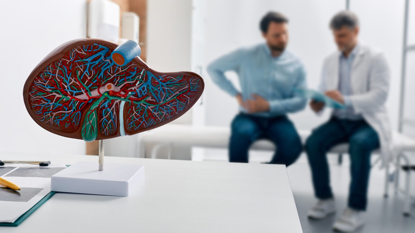 Anatomical liver model on desk and practitioner talking to patient in the background