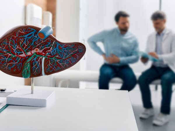 Anatomical liver model on desk and practitioner talking to patient in the background