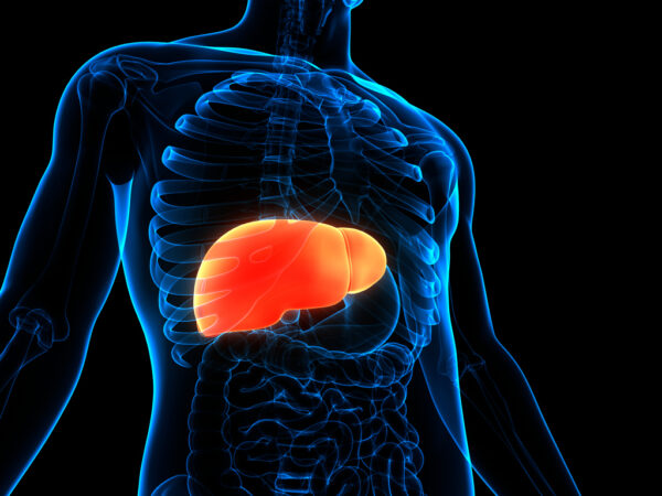 Digital image of human body with liver highlighted in red
